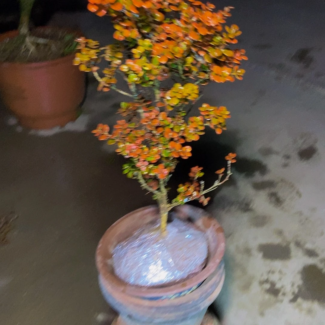 招***宝安徽大别山珍珠黄杨