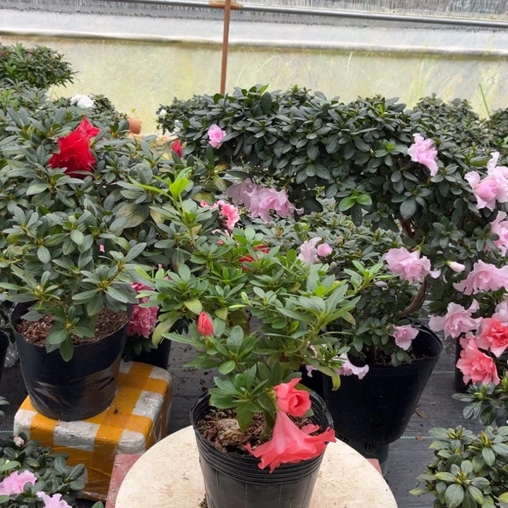 西***风当前无花朵，栽培后可花朵