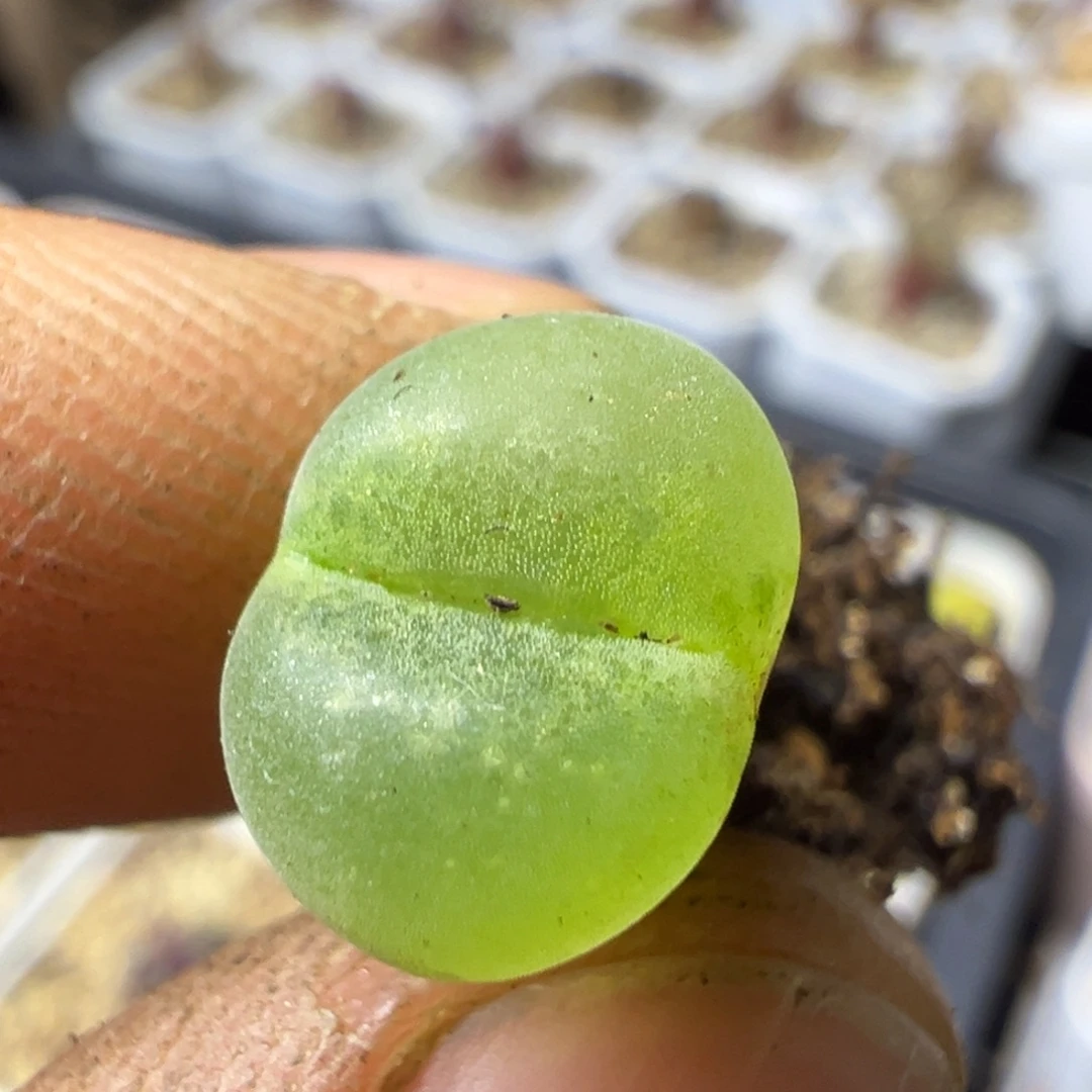 31粉红女郎纽扣母本一物一拍