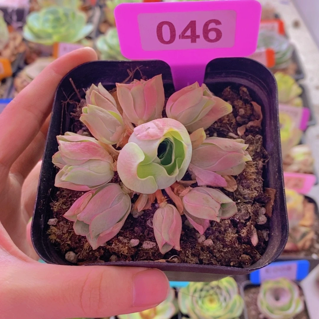前***。山地玫瑰一物一拍046