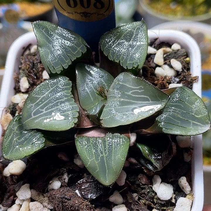 608巨型朱庇特克福利