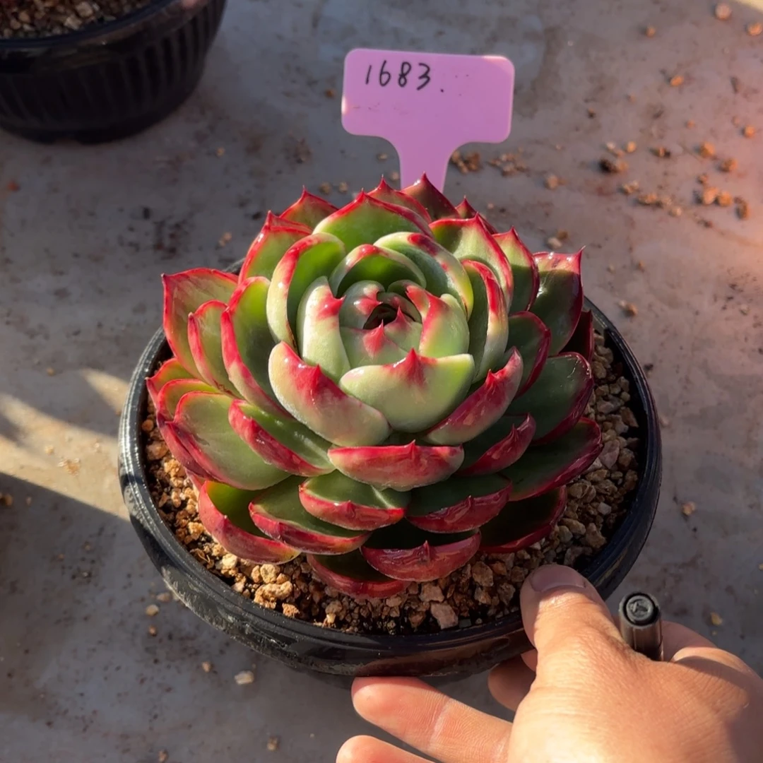 多肉植物惊鸿仙子1683