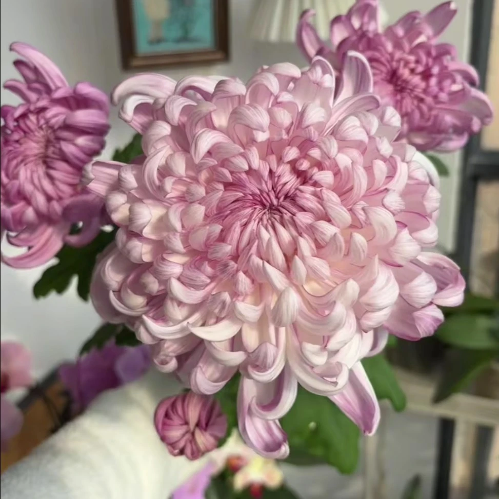 独本菊【化严的龙】精品菊花耐寒耐热阳台地栽