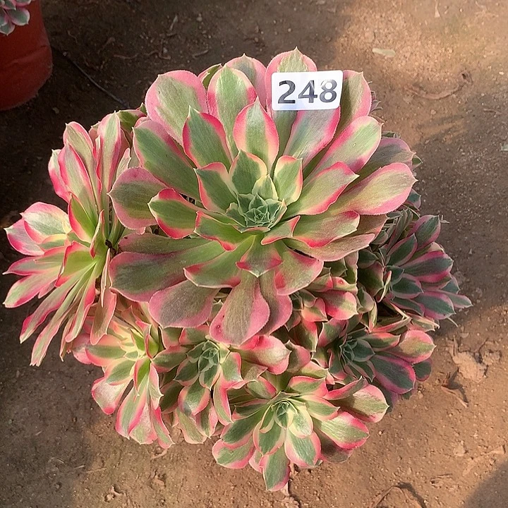 多肉植物叶罗刹248号