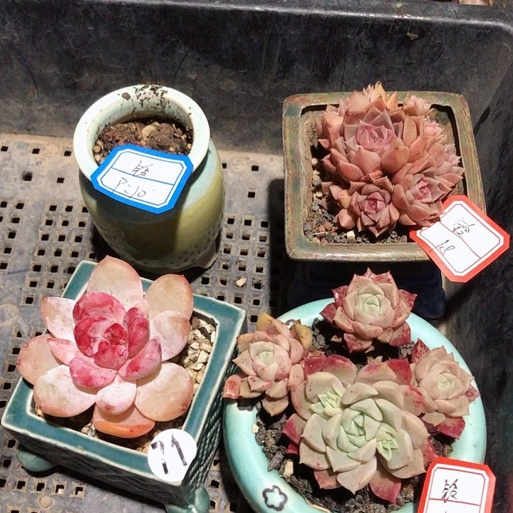 铃     1盆   3不带盆