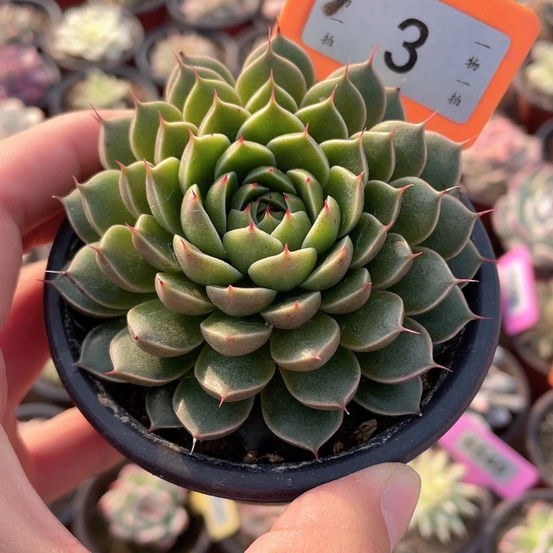 星芒叠叶3号多肉植物