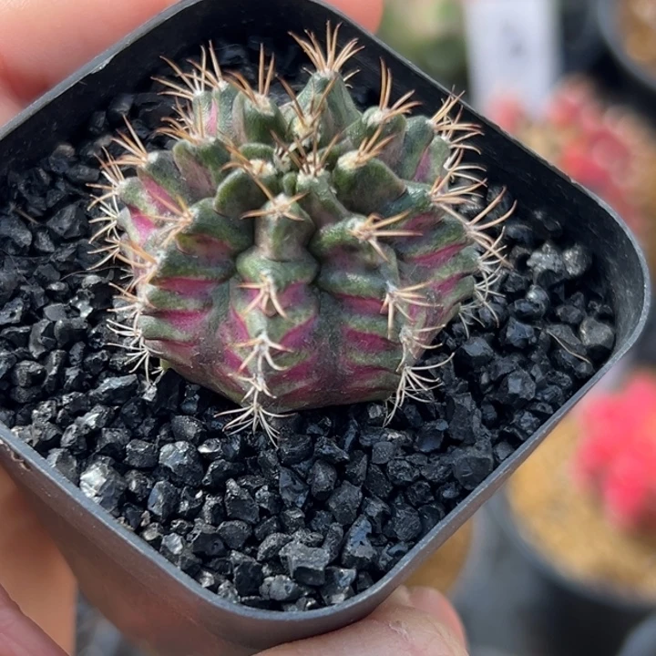 开播福利米哈仙人球