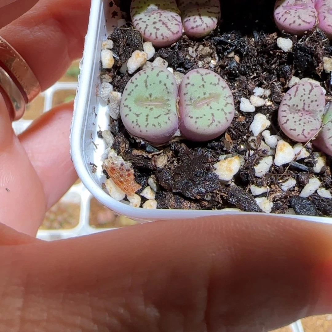 肉锥多肉植物组合-荷叶安贞665