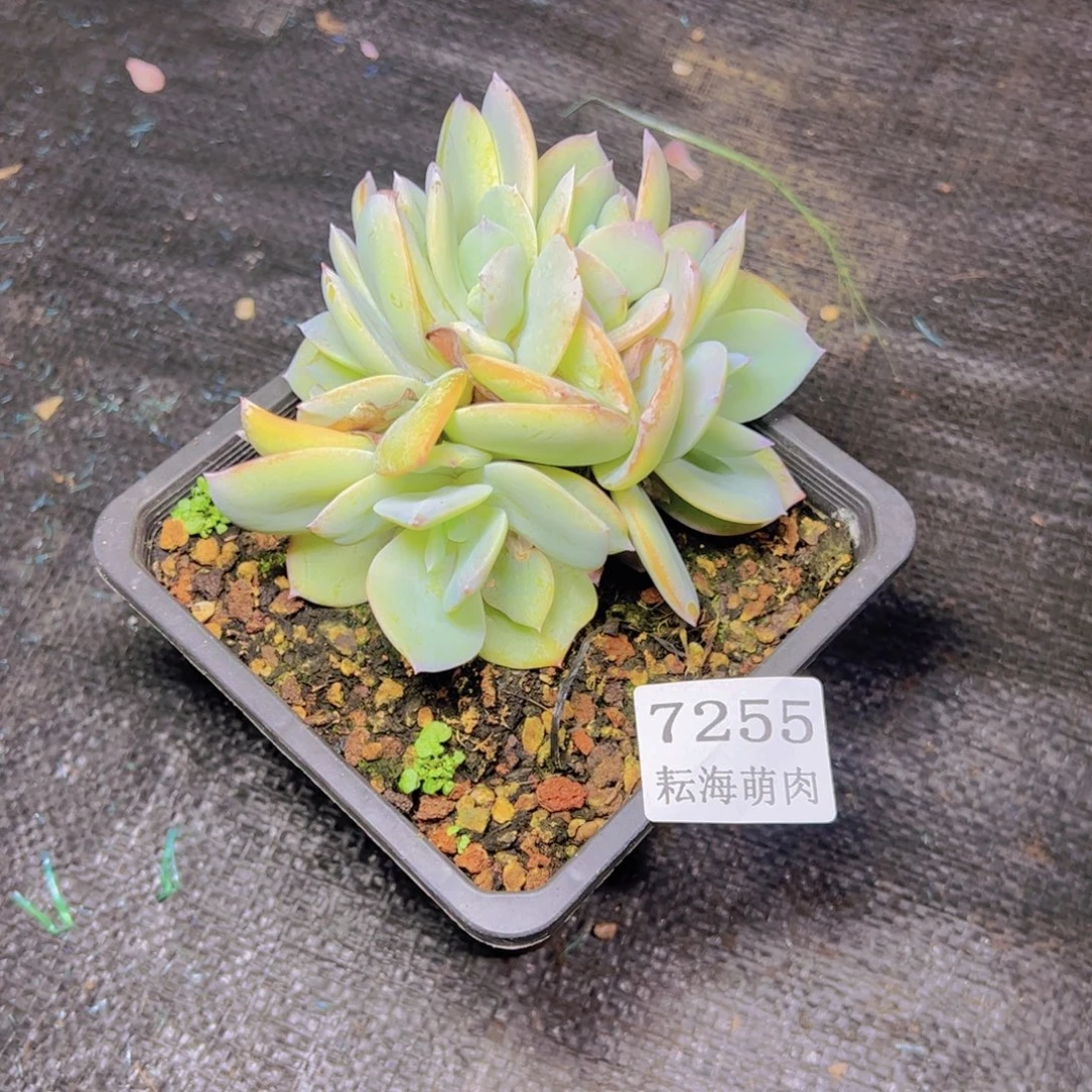 宛***央白凤7255多肉植物