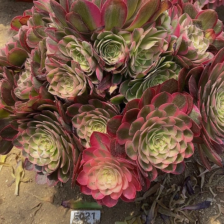 幸**a多肉荔枝优选900多肉