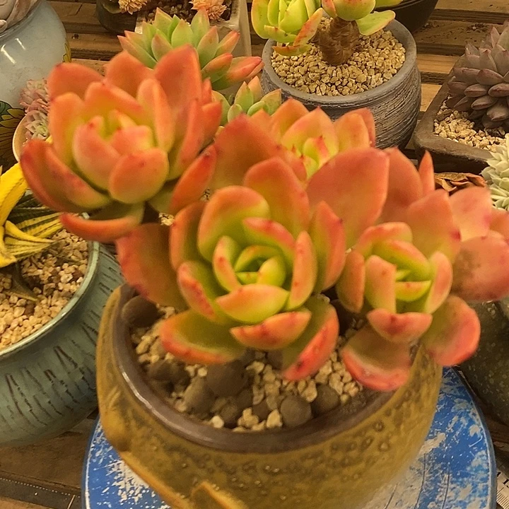 多肉植物肉肉植物