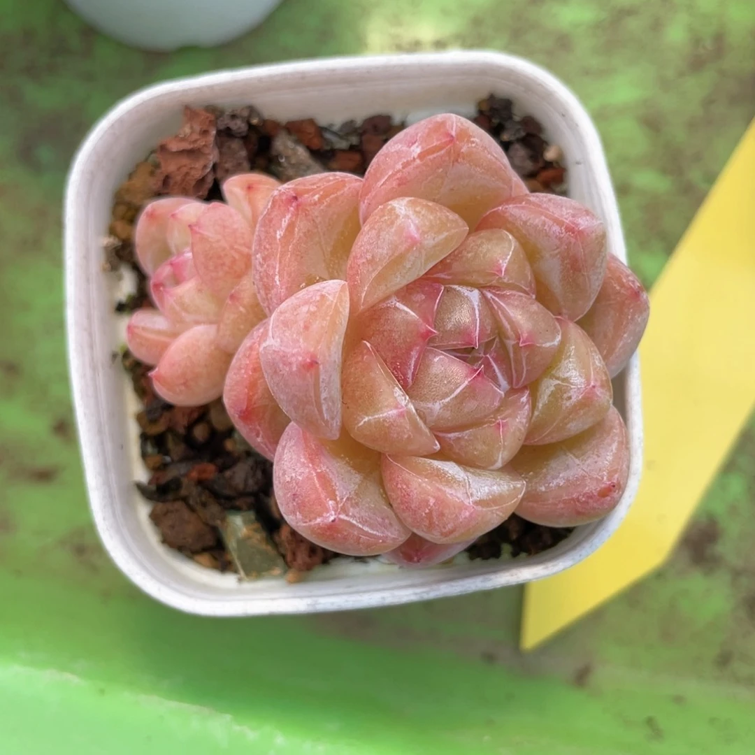 优选钻石珍妮1311