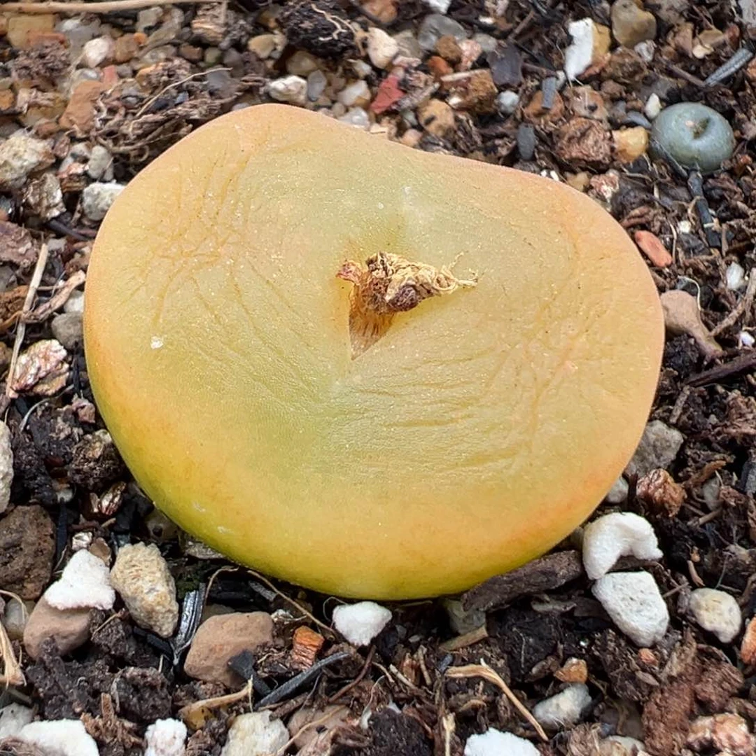 1.18好看的多肉457