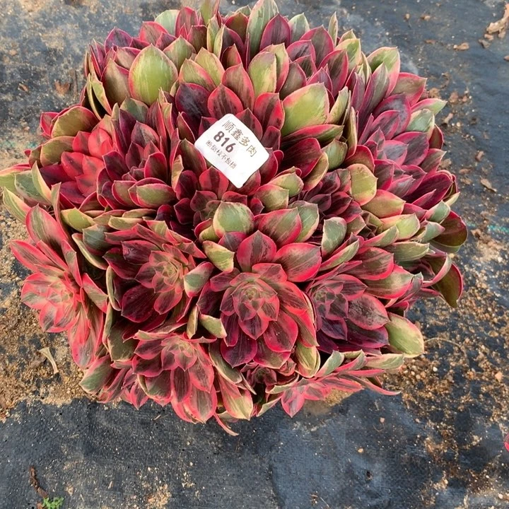 816浣沙多肉植物