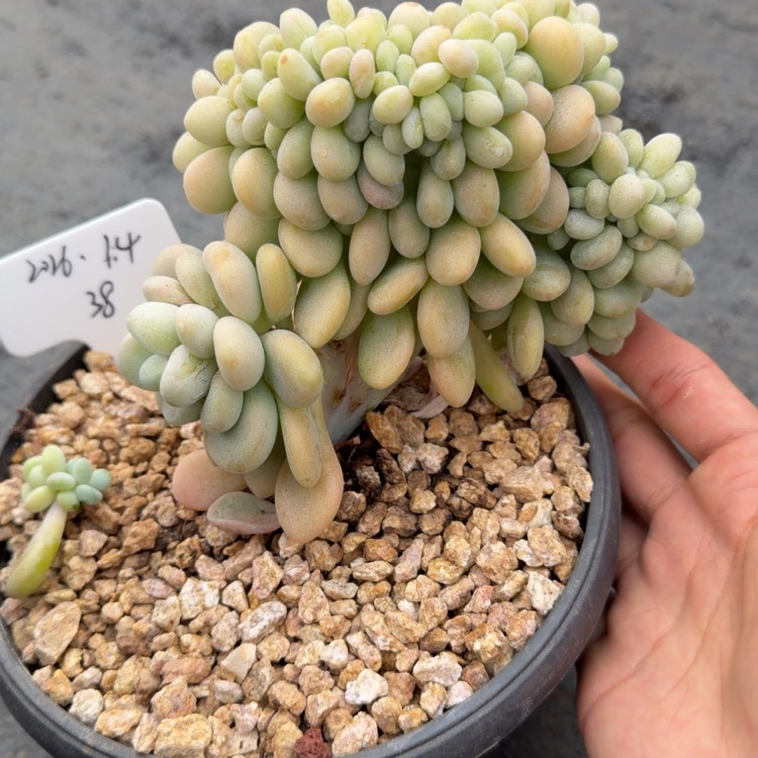 一物一拍精控洛神缀38