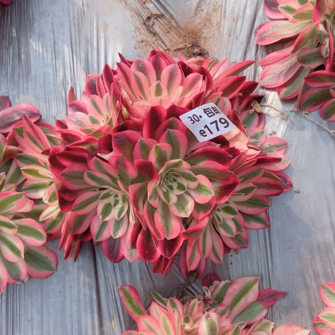 179女郎多肉法师