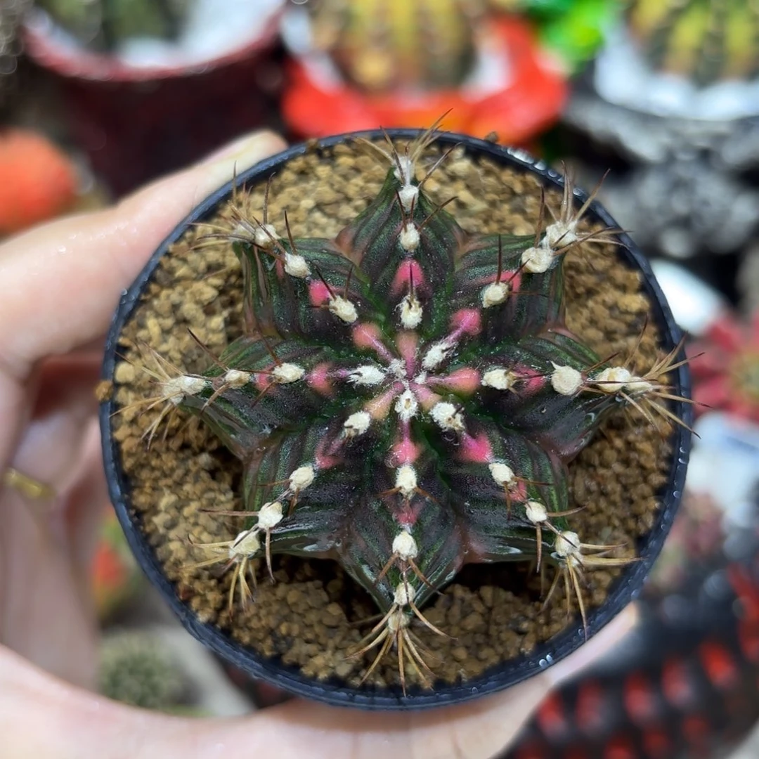 5.4cm福利 带盆土发货