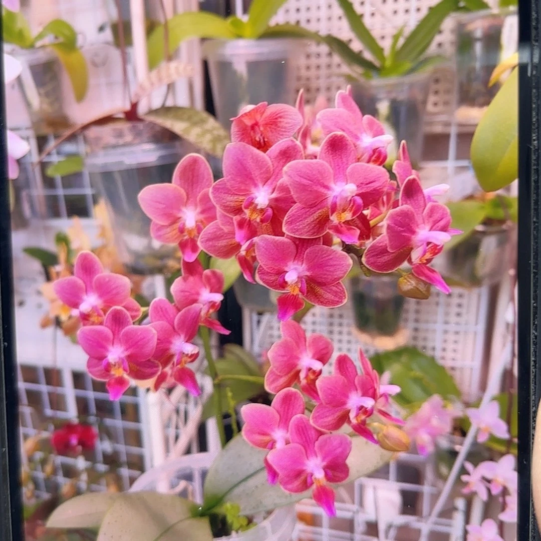 当前无花栽培后可以开花魅力3252