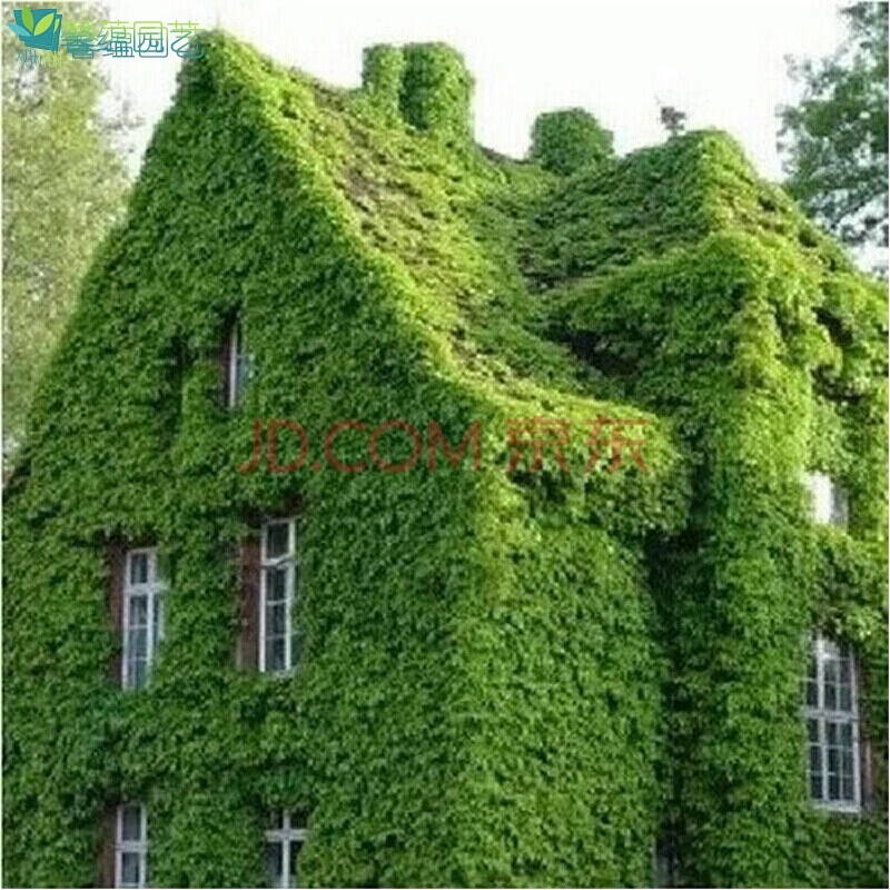 爬山虎大苗藤苗爬藤植物庭院楼顶攀爬墙攀援三叶爬山虎五叶地锦五