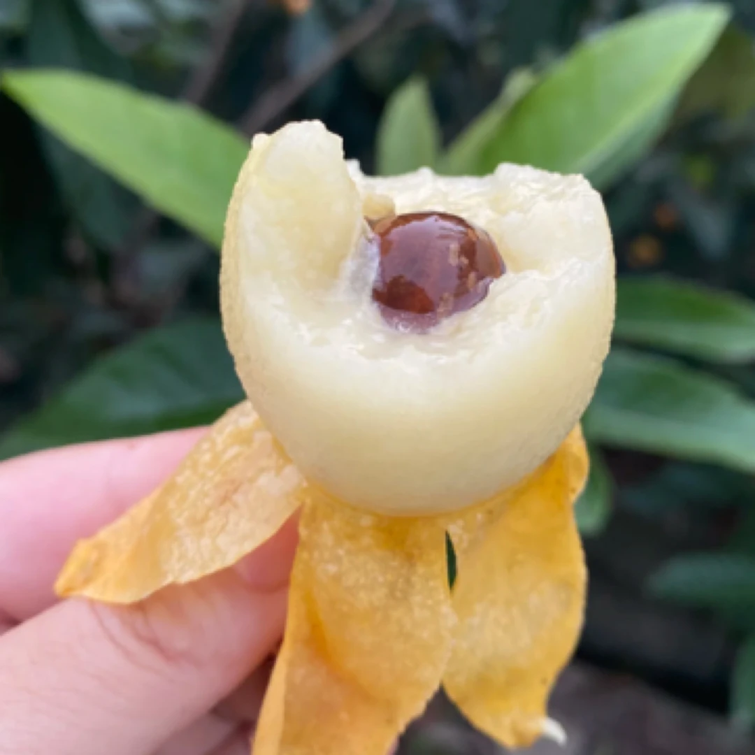 白沙枇杷鲜美香甜3斤小箱5斤大箱