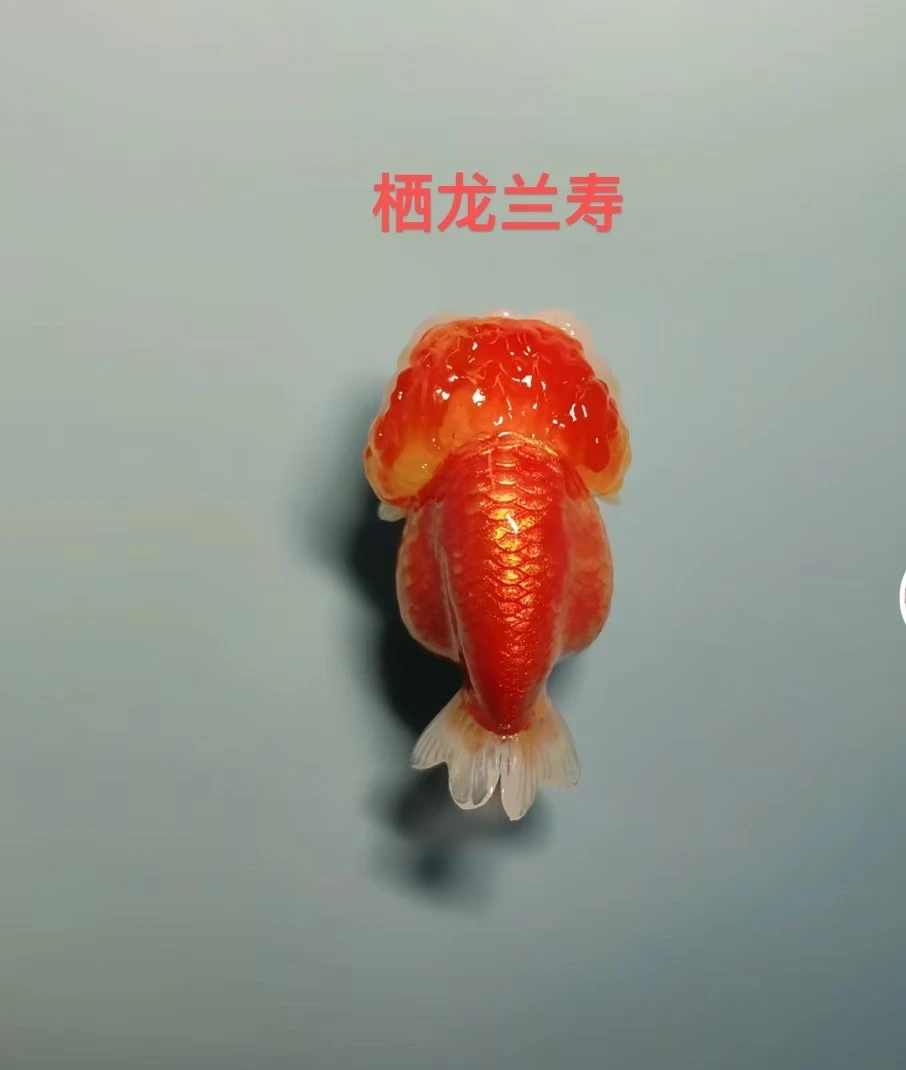 栖龙精品兰寿包活到家 到货拍开箱视频 《无视频无售后》《不包入缸》