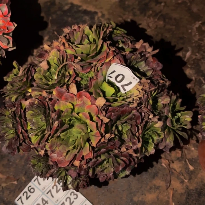 707莫兰迪多肉植物