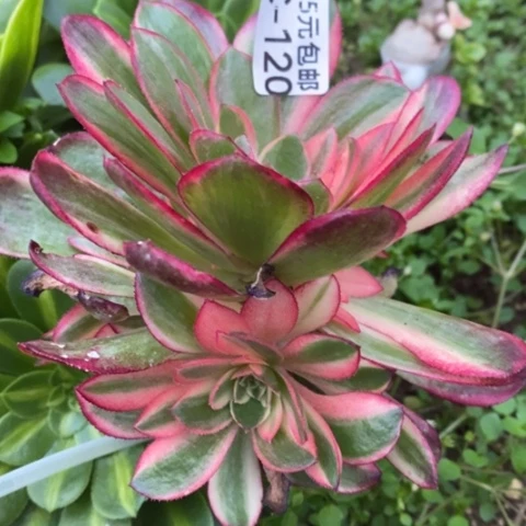 120嫁接黑魔锦满25包邮多肉