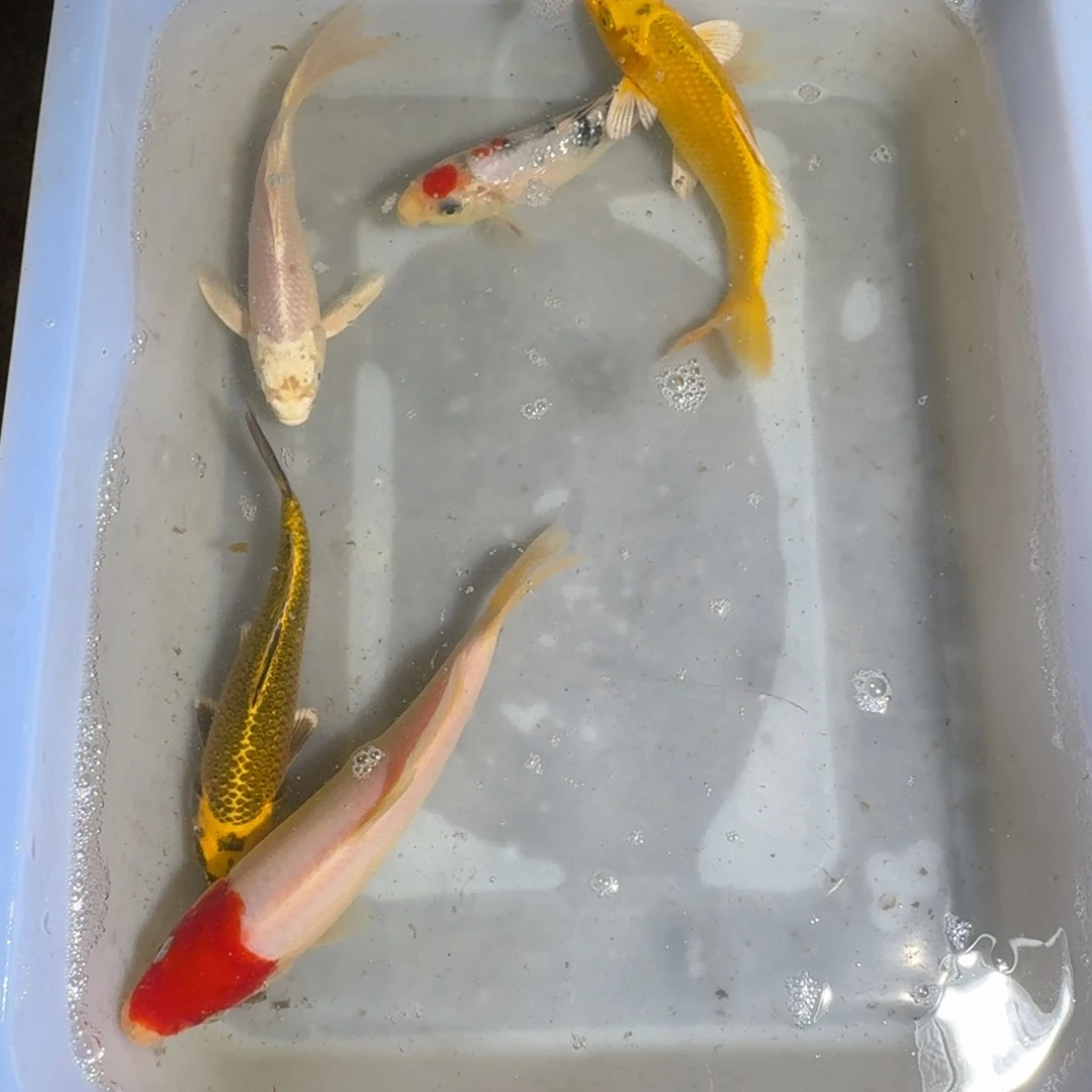 锦鲤鱼鱼鱼鱼鱼鱼鱼鱼鱼