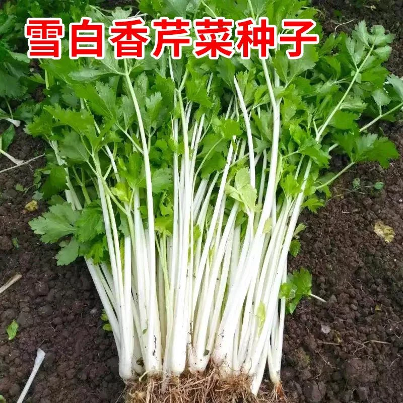 【白玉水果香芹种子】耐热耐寒芹菜籽秋播蔬菜阳台盆栽小香芹种lz