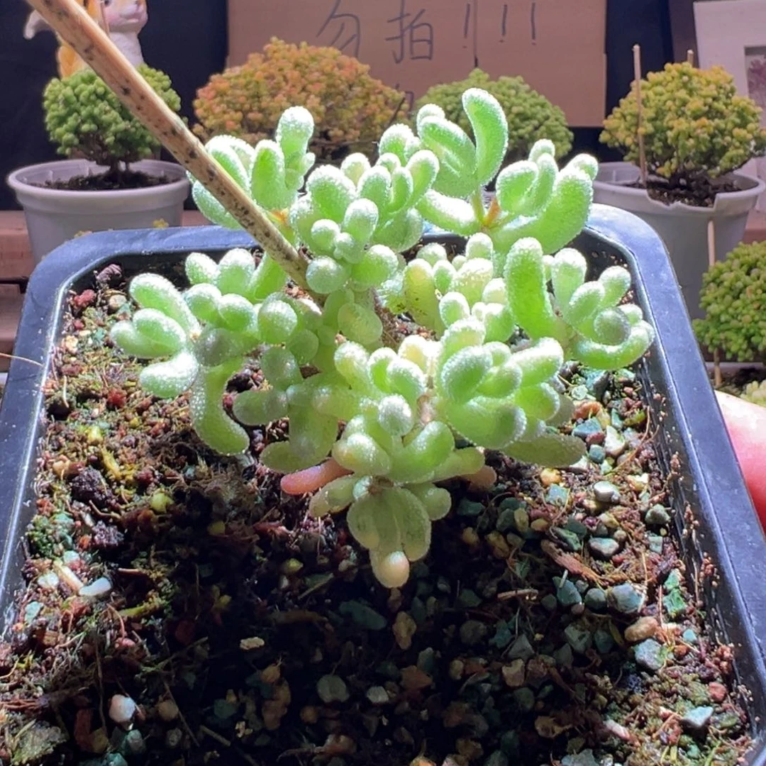 784超白一物一拍包开箱