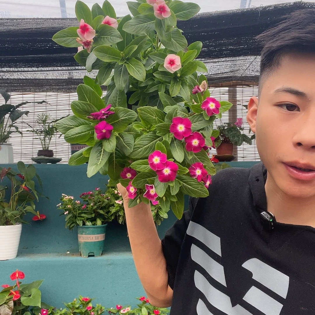 完全开放加仑盆天天开