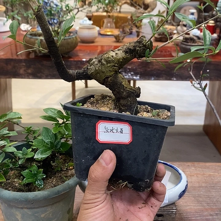 惩***戒完全开放海岛栀子花