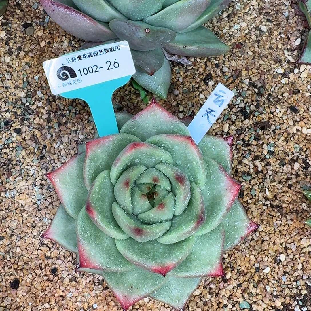 云***4从前慢东云新品1002-26