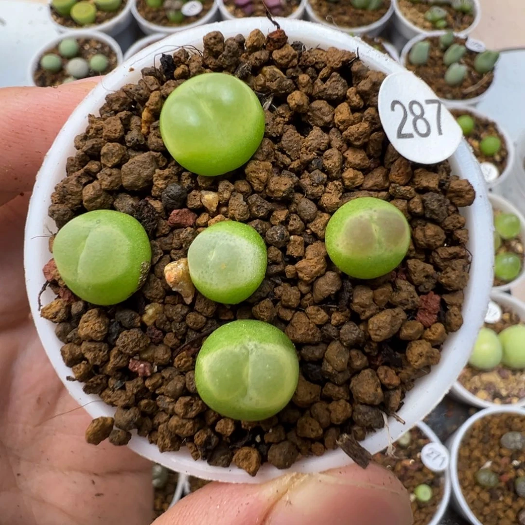 拉登一颗脱土287000