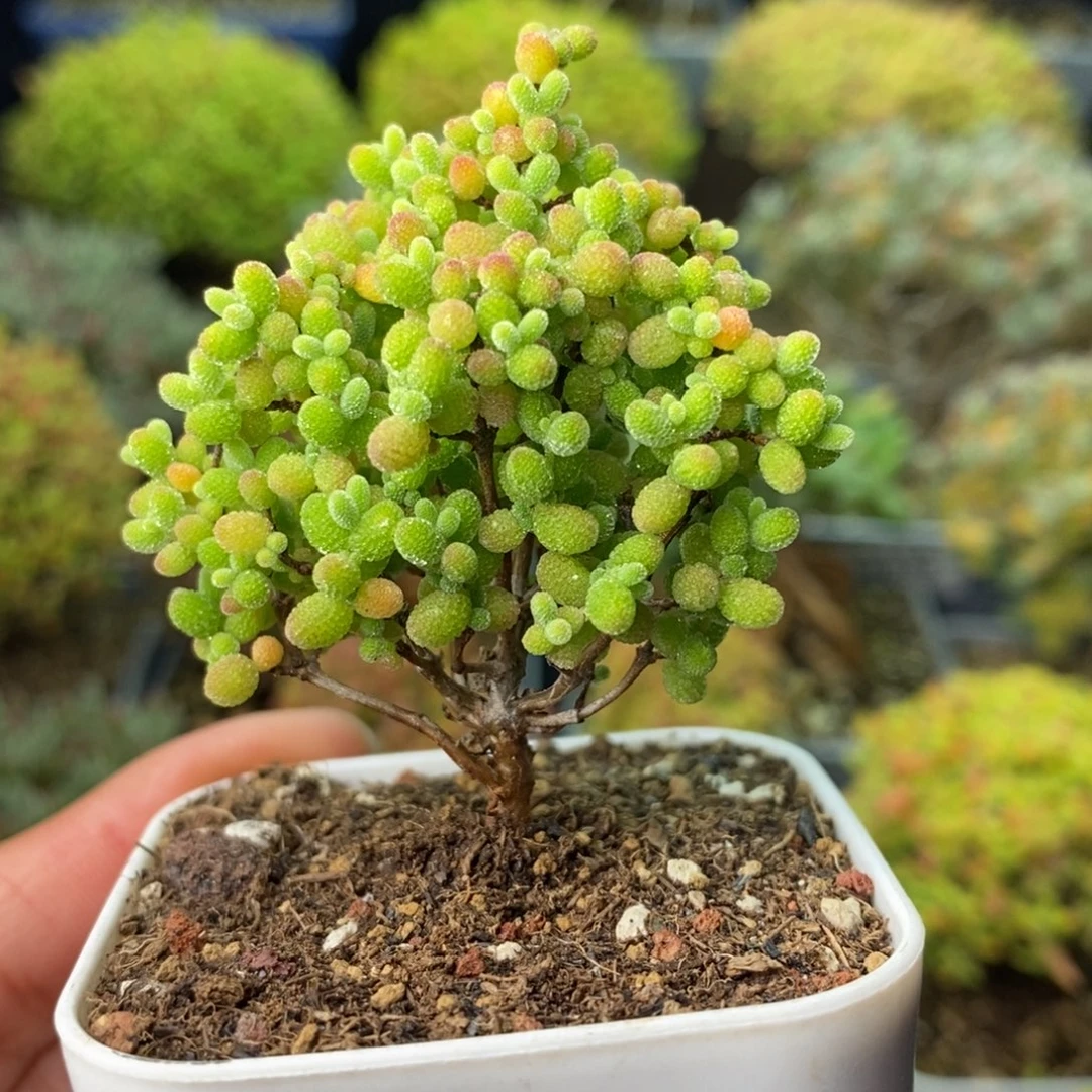 0938蜜橘糖球 。