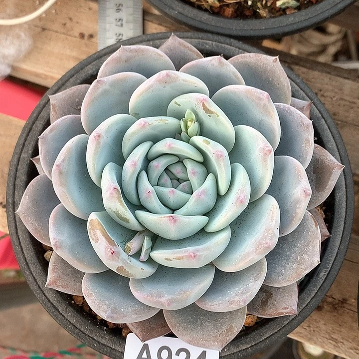 梦卡A924号llll l