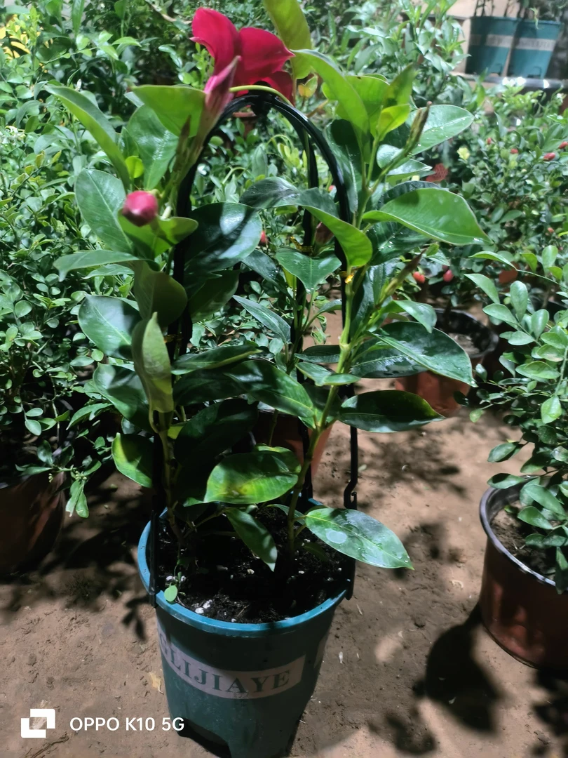 基地直销飘香藤花