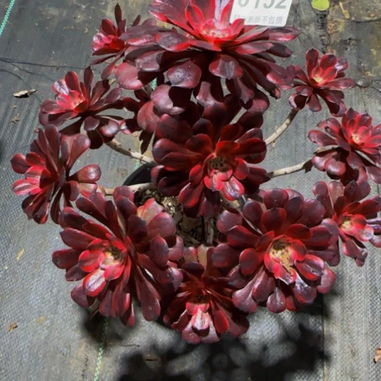 完全开放女儿红01522222222222