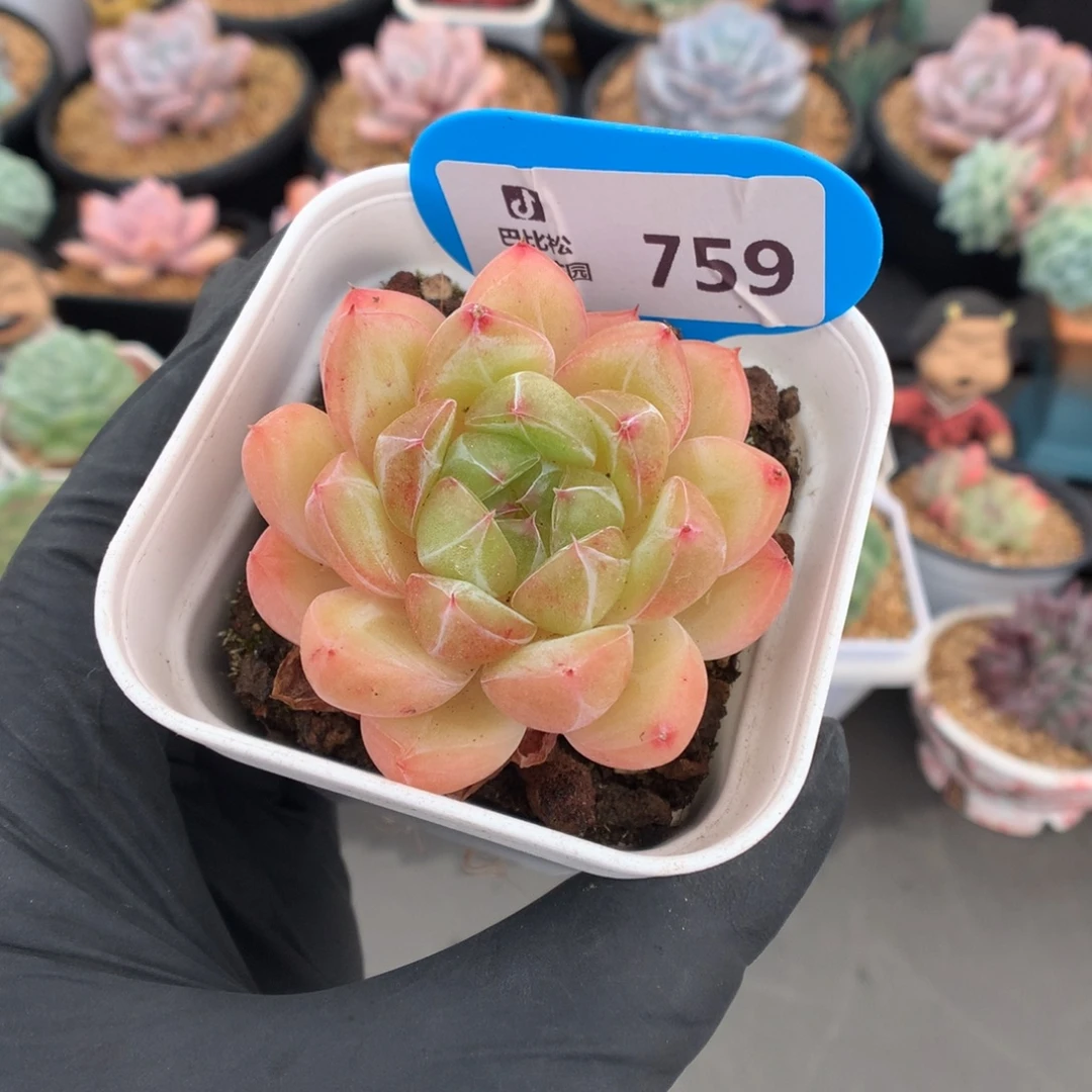 759 钻石珍妮多肉