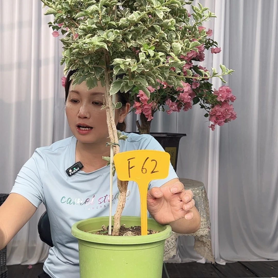 大部分开放少量花苞F62少女心