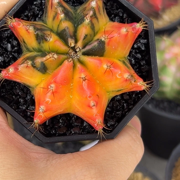 泰国米哈仙人球实生