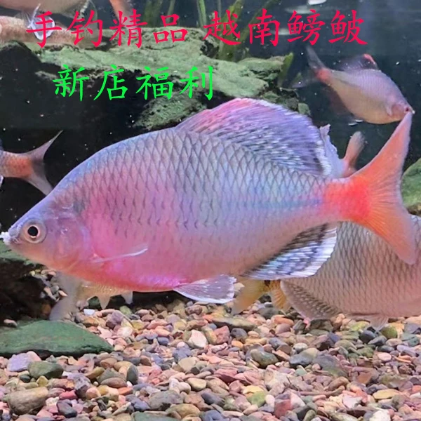 广西越南鳑鲏原生广温耐养胆大互动性好鱼皮实不挑食鳑鲏鱼