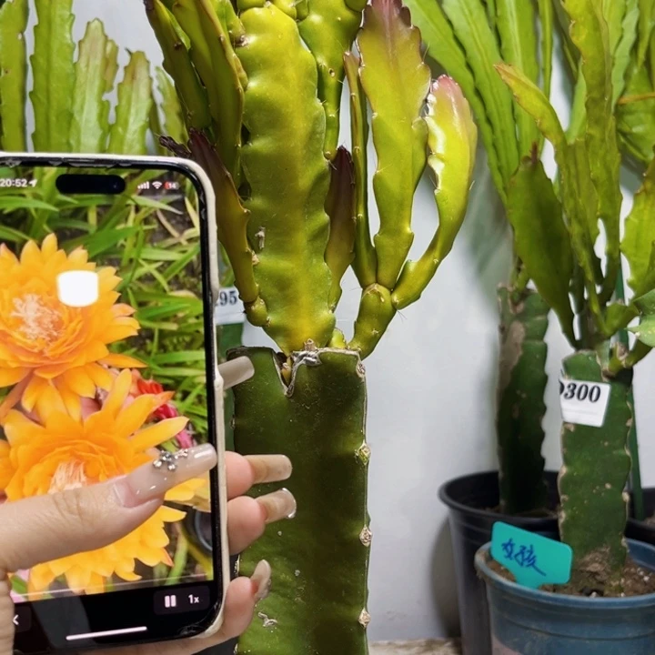 当前无花栽培后可以开花太**花308