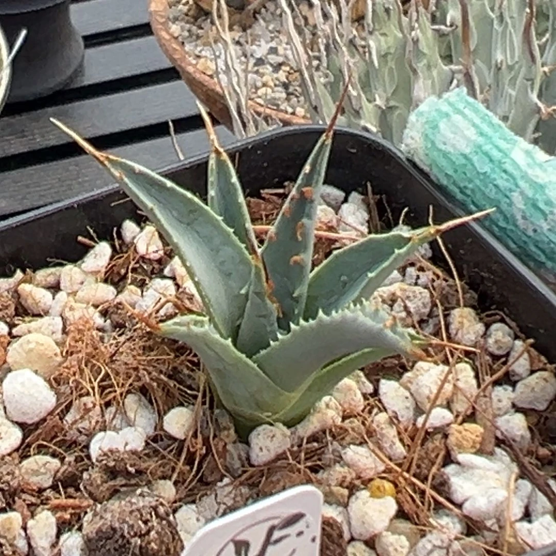 无花朵产地侧芽 脱土发 母体DC181 根已爆盆