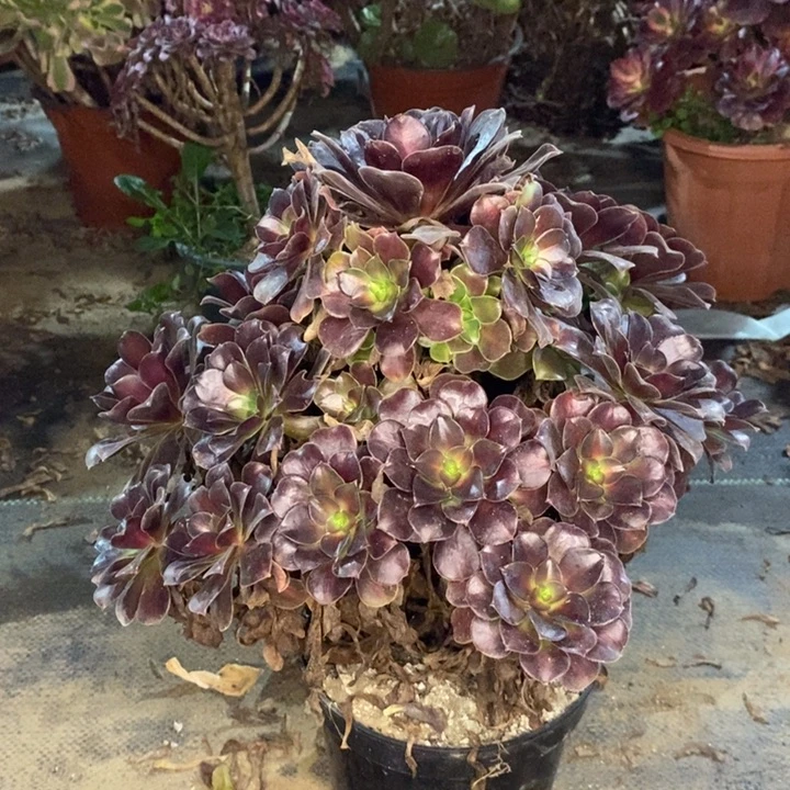 花纳多肉植物25。