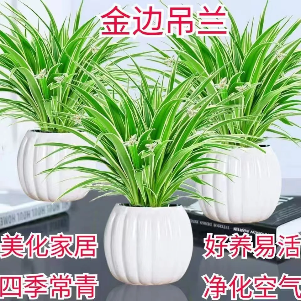 金心青叶金边吊兰盆栽室内桌面土培植物净化空气甲醛四季好养客厅