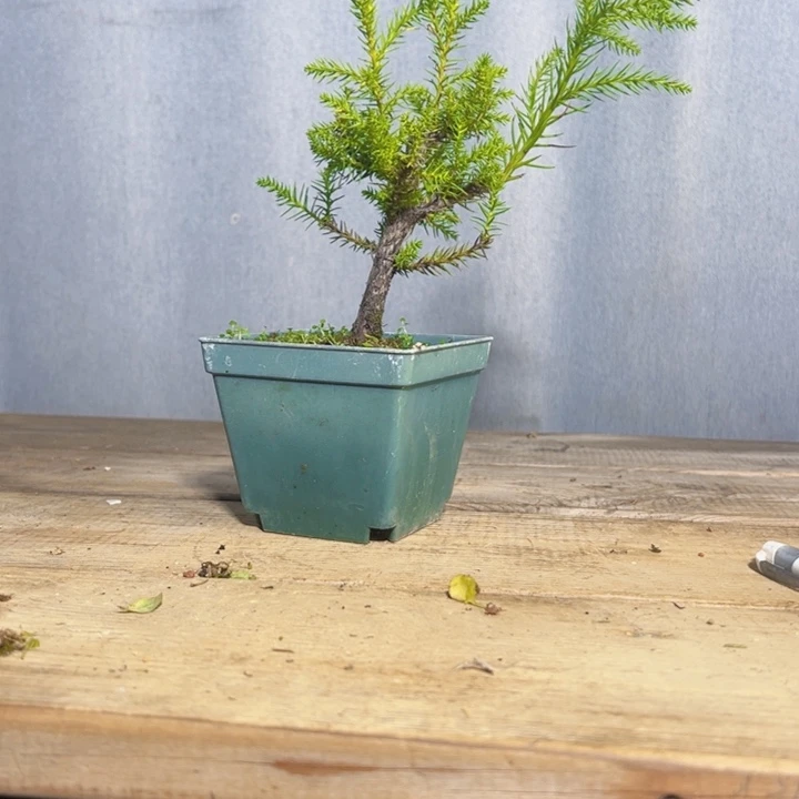 啊***在无花朵                八房杉