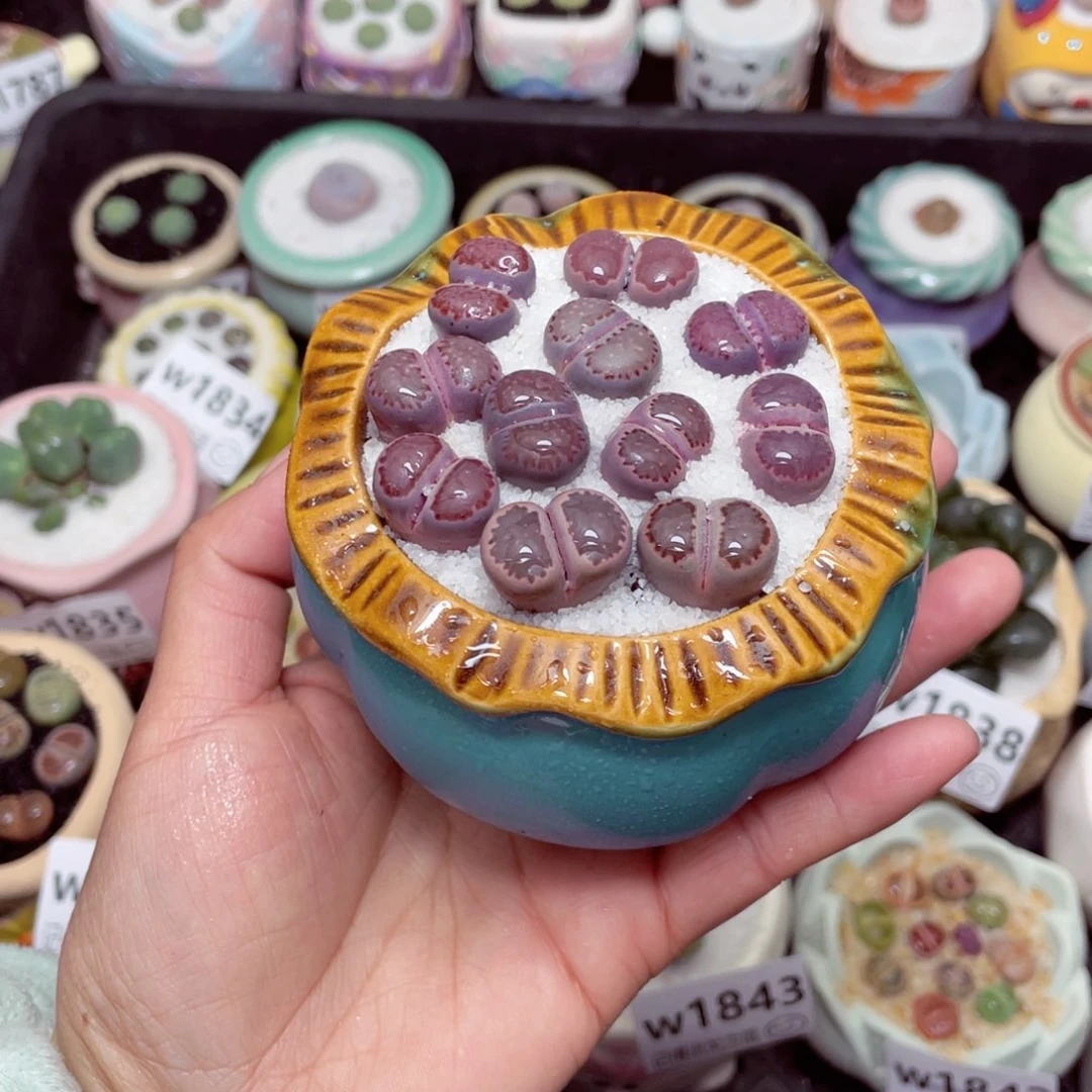 w1846 -零下地区拍保温箱-15支持寄养