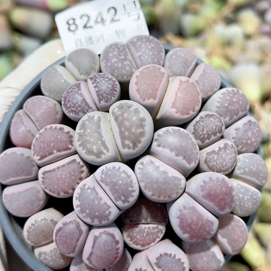 8242 好养易活生石花大母本