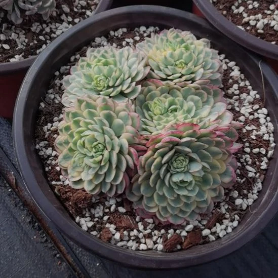 梦幻玫瑰白覆轮锦群